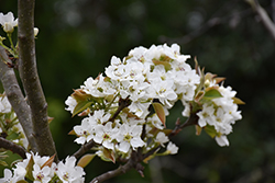 20th Century Pear (Pyrus pyrifolia 'Nijisseiki') at Lakeshore Garden Centres