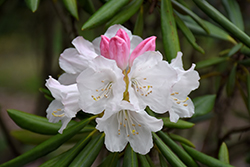 Hyperythrum Rhododendron (Rhododendron hyperythrum) at Lakeshore Garden Centres