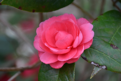 Dongnana Shancha Camellia (Camellia edithae 'Dongnan Shancha') at Lakeshore Garden Centres