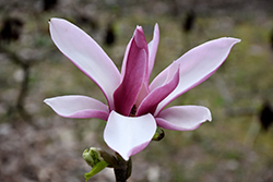 Picture Saucer Magnolia (Magnolia x soulangeana 'Picture') at Lakeshore Garden Centres