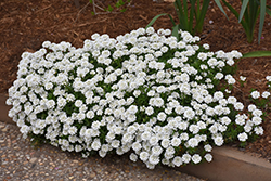 Snowball Candytuft (Iberis sempervirens 'Snowball') at Lakeshore Garden Centres