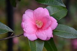 Spring Awakening Camellia (Camellia 'Spring Awakening') at Lakeshore Garden Centres