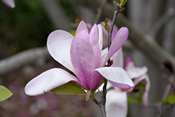 Jane Magnolia (Magnolia 'Jane') at Peter Knippel Garden Centre