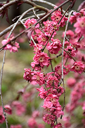 Crimson Cascade Weeping Peach (Prunus persica 'Crimson Cascade') at Lakeshore Garden Centres