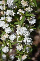 Double White Flowering Almond (Prunus glandulosa 'Alba Plena') at Lakeshore Garden Centres