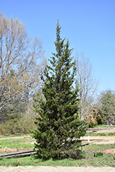 Eastern Redcedar (Juniperus virginiana) at Lakeshore Garden Centres