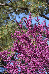 Oklahoma Redbud (Cercis canadensis 'Oklahoma') at Lakeshore Garden Centres