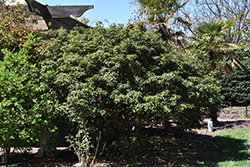 Tall And Tough Mock Orange (Pittosporum tobira 'Tall And Tough') at Lakeshore Garden Centres