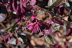 Jazz Hands Bold Fringeflower (Loropetalum chinense 'Kurenai Daiou') at Lakeshore Garden Centres