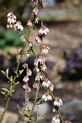 Premier Rabbiteye Blueberry (Vaccinium ashei 'Premier') at Lakeshore Garden Centres