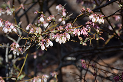 Powder Blue Rabbiteye Blueberry (Vaccinium ashei 'Powder Blue') at Lakeshore Garden Centres