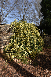 Lady Banks Rose (Rosa banksiae) at Lakeshore Garden Centres
