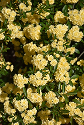 Lady Banks Rose (Rosa banksiae) at Lakeshore Garden Centres