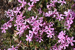 Caswell Pink Eye Phlox (Phlox nivalis var. hentzii 'Caswell Pink Eye') at Lakeshore Garden Centres