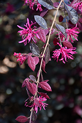 Purple Diamond Fringeflower (Loropetalum chinense 'Shang-hi') at Lakeshore Garden Centres