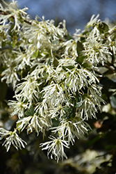 Emerald Snow Fringeflower (Loropetalum 'Shang-white') at Lakeshore Garden Centres