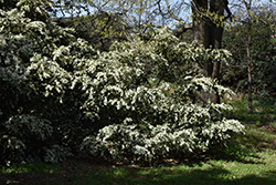Emerald Snow Fringeflower (Loropetalum 'Shang-white') at Lakeshore Garden Centres