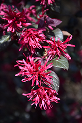 Sparkling Sangria Chinese Fringeflower (Loropetalum chinense 'PIILC-II') at Lakeshore Garden Centres