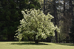 Sterile Chinese Snowball Viburnum (Viburnum macrocephalum 'Sterile') at Lakeshore Garden Centres