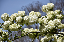 Sterile Chinese Snowball Viburnum (Viburnum macrocephalum 'Sterile') at Lakeshore Garden Centres