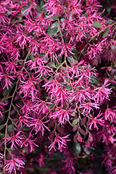 Plum Delight Chinese Fringeflower (Loropetalum chinense 'Plum Delight') at Lakeshore Garden Centres
