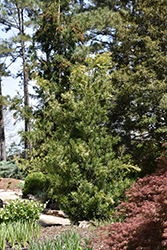 Golden Crown Podocarpus (Podocarpus macrophyllus 'Golden Crown') at Lakeshore Garden Centres