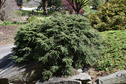 Nana Dwarf Hemlock (Tsuga canadensis 'Nana') at Lakeshore Garden Centres