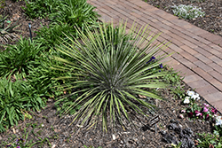 Buckley's Yucca (Yucca constricta) at Lakeshore Garden Centres