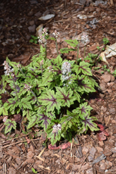 Elizabeth Oliver Foamflower (Tiarella 'Elizabeth Oliver') at Lakeshore Garden Centres