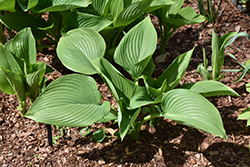 Elatior Hosta (Hosta 'Elatior') at Lakeshore Garden Centres