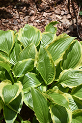 Carolina Sunshine Hosta (Hosta 'Carolina Sunshine') at Lakeshore Garden Centres