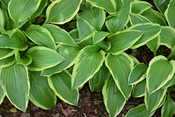 Bold Ribbons Hosta (Hosta 'Bold Ribbons') at Lakeshore Garden Centres