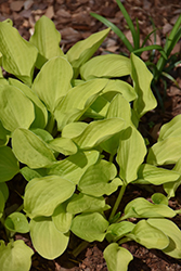 Platinum Tiara Hosta (Hosta 'Platinum Tiara') at Lakeshore Garden Centres