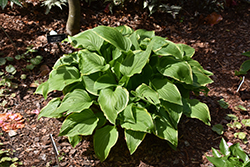 Haku Chu Han Hosta (Hosta 'Haku Chu Han') at Lakeshore Garden Centres