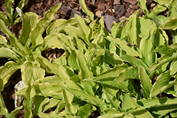 Crested Surf Hosta (Hosta 'Crested Surf') at Lakeshore Garden Centres