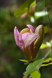 Woodsman Magnolia (Magnolia 'Woodsman') at Lakeshore Garden Centres