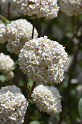 Burkwood Viburnum (Viburnum x burkwoodii) at Lakeshore Garden Centres