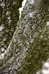 Pinebark Japanese Maple (Acer palmatum 'Nishiki Gawa') at Lakeshore Garden Centres