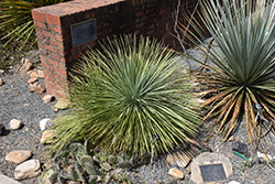 Line Dance Linear Leaf Yucca (Yucca linearifolia 'Line Dance') at Lakeshore Garden Centres