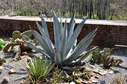 Silver Surfer Agave (Agave protoamericana 'Silver Surfer') at Lakeshore Garden Centres