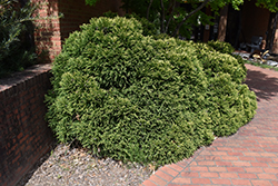 Dwarf Globe Japanese Cedar (Cryptomeria japonica 'Globosa') at Lakeshore Garden Centres