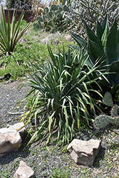 Granted Wish Yucca (Yucca louisianensis 'Granted Wish') at Lakeshore Garden Centres
