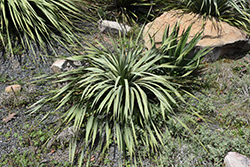 Berlandier's Sotol (Dasylirion berlandieri) at Lakeshore Garden Centres