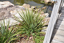 Thompson's Yucca (Yucca thompsoniana) at Lakeshore Garden Centres