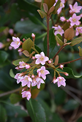 Pink Lady Indian Hawthorn (Rhaphiolepis indica 'Pink Lady') at Lakeshore Garden Centres