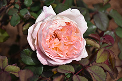 Lady Emma Hamilton Rose (Rosa 'Ausbrother') at Lakeshore Garden Centres