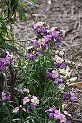 Poem Pastel Wallflower (Erysimum 'Poem Pastel') at Lakeshore Garden Centres