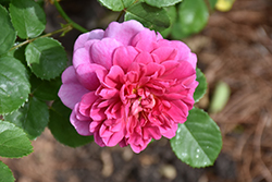 Zephirine Drouhin Climbing Rose (Rosa 'Zephirine Drouhin') at A Very Successful Garden Center