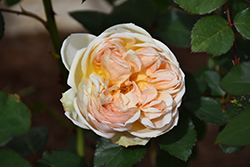 Jude The Obscure Rose (Rosa 'Jude The Obscure') at Lakeshore Garden Centres