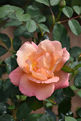 Fighting Temeraire Rose (Rosa 'Austrava') at Lakeshore Garden Centres